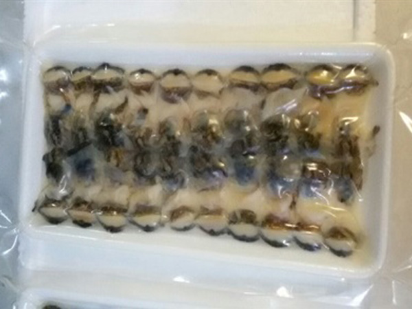 日式寿司调味荣螺片