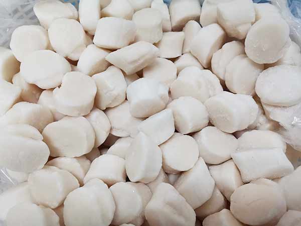 scallop